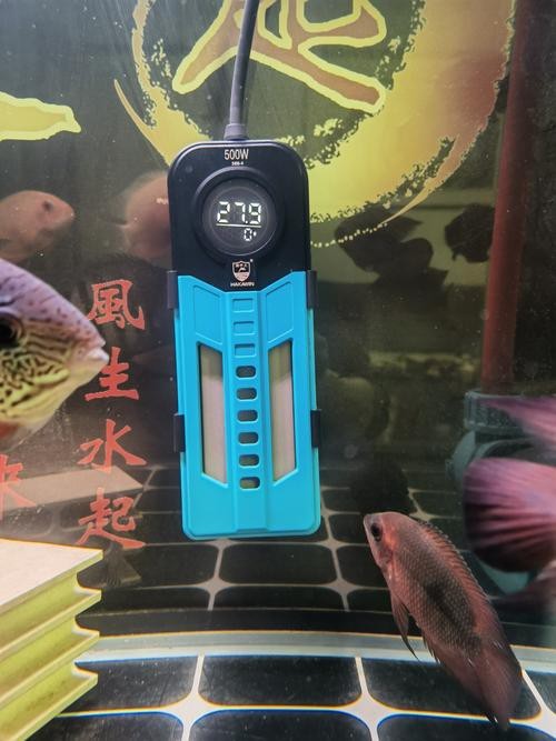 如何預防龍魚眼白膜再次復發？