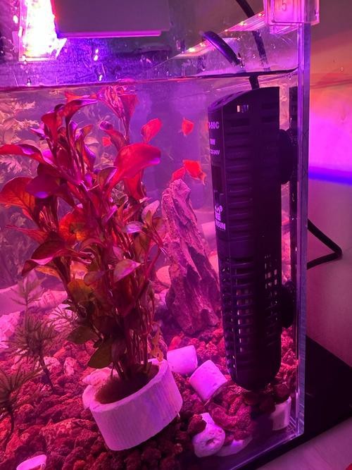 如何預防龍魚眼白膜再次復發？