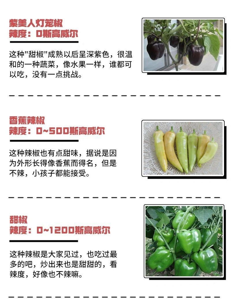 如何區(qū)分純種紅龍與雜交紅龍？