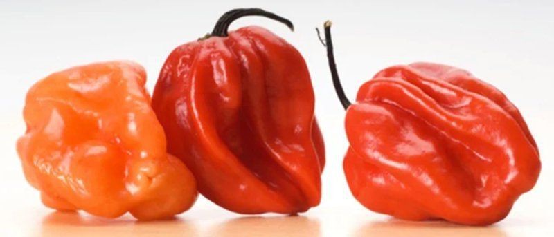 如何區(qū)分純種紅龍與雜交紅龍？