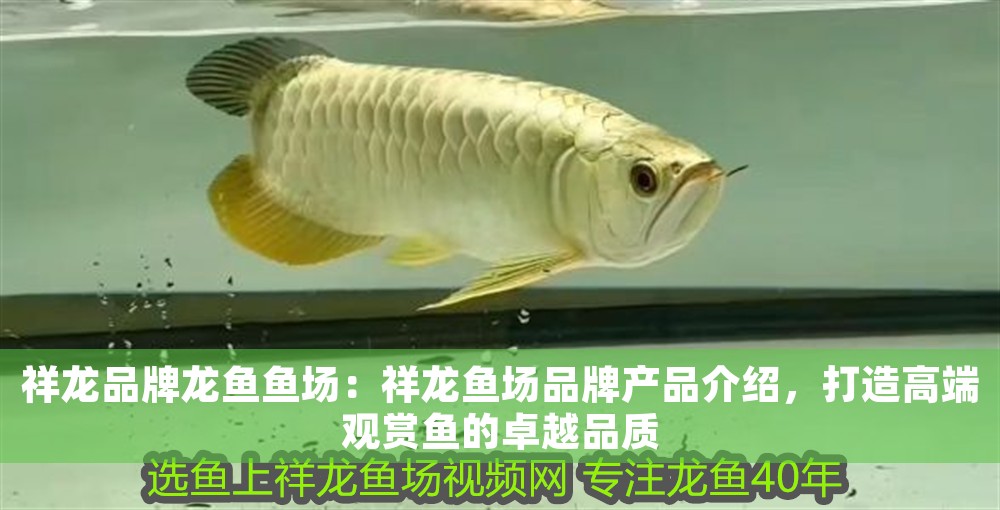 祥龍品牌龍魚魚場：祥龍魚場品牌產(chǎn)品介紹，打造高端觀賞魚的卓越品質(zhì)