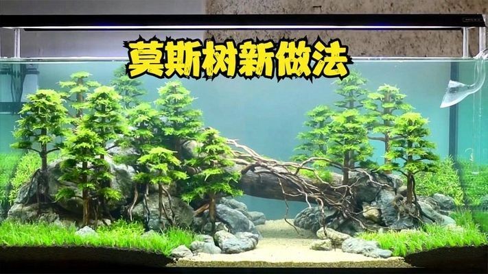 魚缸莫斯樹該怎么搭配：魚缸莫斯樹造型創意分享，如何選擇適合魚缸的莫斯樹品種？ 魚缸莫斯樹該怎么搭配：魚缸莫斯樹造型創意分享，如何選擇適合魚缸的莫斯樹品種？ 魚缸百科 第3張
