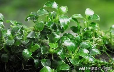 魚缸莫斯樹該怎么搭配：魚缸莫斯樹造型創意分享，如何選擇適合魚缸的莫斯樹品種？ 魚缸莫斯樹該怎么搭配：魚缸莫斯樹造型創意分享，如何選擇適合魚缸的莫斯樹品種？ 魚缸百科 第5張