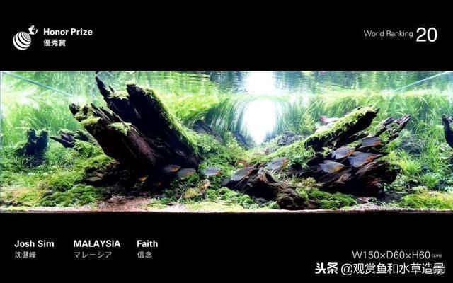 魚缸莫斯樹該怎么搭配：魚缸莫斯樹造型創意分享，如何選擇適合魚缸的莫斯樹品種？ 魚缸莫斯樹該怎么搭配：魚缸莫斯樹造型創意分享，如何選擇適合魚缸的莫斯樹品種？ 魚缸百科 第1張