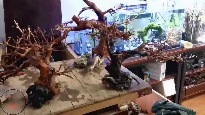 魚缸莫斯樹該怎么搭配：魚缸莫斯樹造型創意分享，如何選擇適合魚缸的莫斯樹品種？ 魚缸莫斯樹該怎么搭配：魚缸莫斯樹造型創意分享，如何選擇適合魚缸的莫斯樹品種？ 魚缸百科 第2張