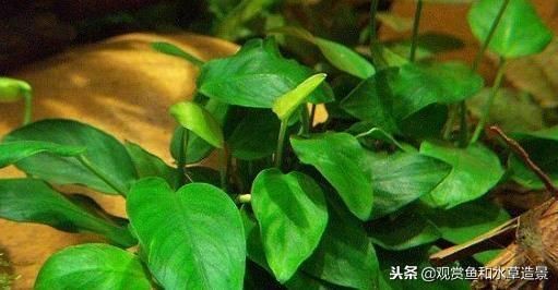 魚缸莫斯樹該怎么搭配：魚缸莫斯樹造型創意分享，如何選擇適合魚缸的莫斯樹品種？ 魚缸莫斯樹該怎么搭配：魚缸莫斯樹造型創意分享，如何選擇適合魚缸的莫斯樹品種？ 魚缸百科 第4張