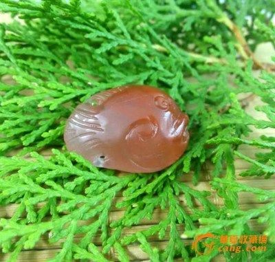 紅金龍魚拍賣記錄查詢系統（關于紅金龍魚拍賣記錄查詢系統）