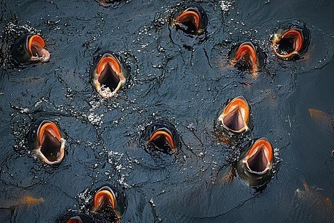 有哪些動(dòng)態(tài)效果可以增強(qiáng)金龍魚壁紙？