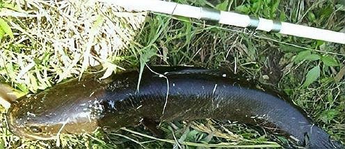 十大最兇猛淡水魚