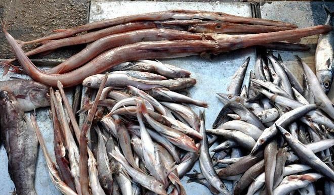 龍魚鱗片潰爛：龍魚鱗片潰爛怎么辦