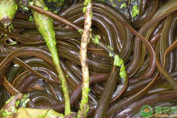 黃鱔魚缸：養(yǎng)殖黃鱔需要注意以下幾個方面，黃鱔養(yǎng)殖防逃技巧
