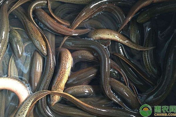 黃鱔魚缸：養(yǎng)殖黃鱔需要注意以下幾個方面，黃鱔養(yǎng)殖防逃技巧