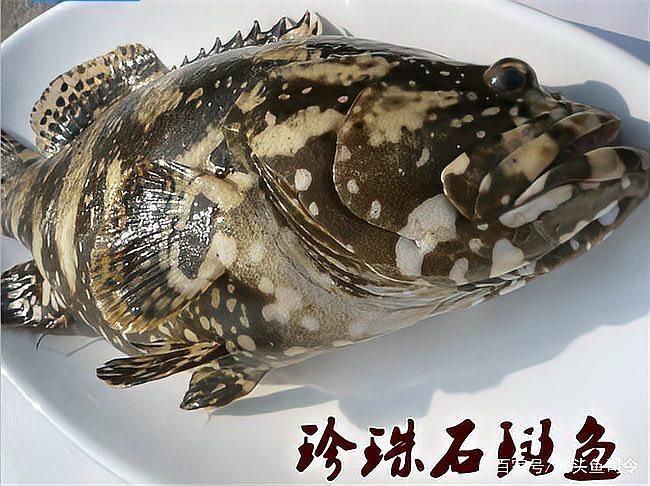 石斑魚價格表