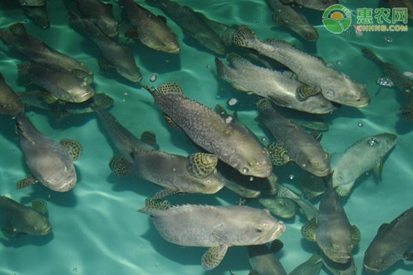 石斑魚價格表