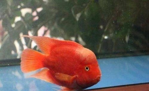 紅面財神魚最忌三個顏色
