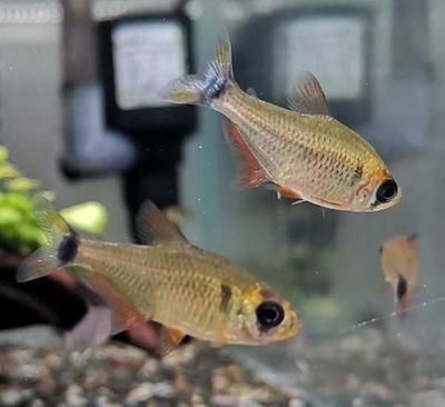 魚缸水發白霧蒙蒙的怎么處理（魚缸水發白霧蒙蒙怎么處理魚缸水發白霧蒙蒙的情況）