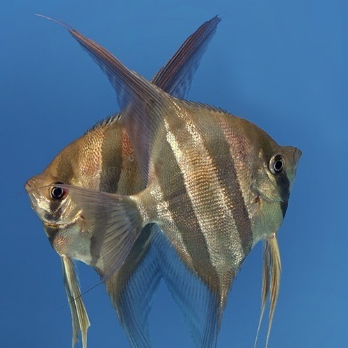 神仙燕魚品種及圖片大全