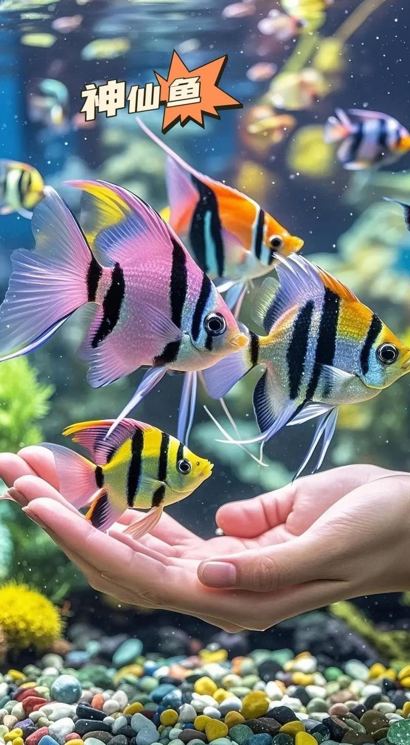 神仙燕魚品種及圖片大全