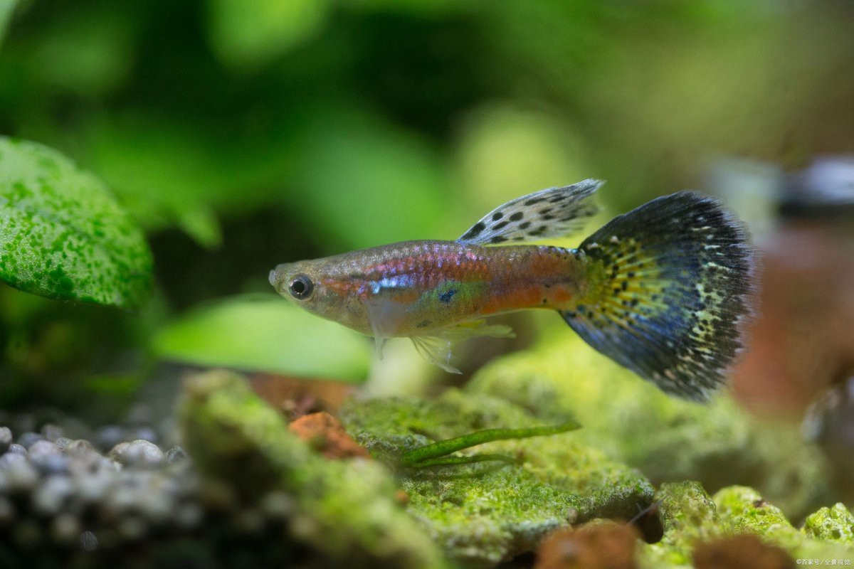 孔雀魚旺主人的表現