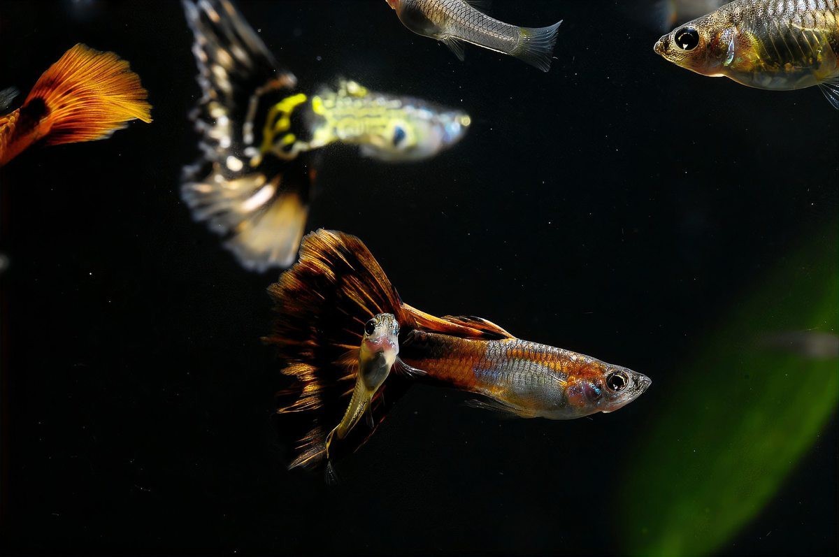 孔雀魚旺主人的表現