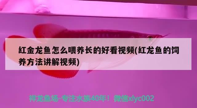紅金龍魚怎么喂養長的好看視頻(紅龍魚的飼養方法講解視頻)