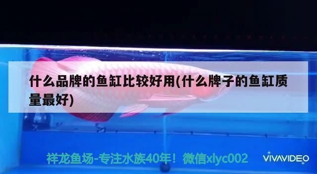 頂級魚缸品牌排行榜：日本頂級魚缸品牌排行榜