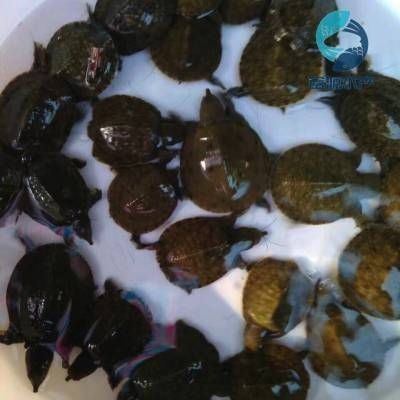 龍魚長期喂甲魚可以嗎（龍魚可以吃甲魚嗎）