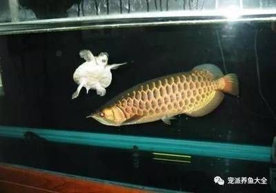 龍魚長期喂甲魚可以嗎（龍魚可以吃甲魚嗎）