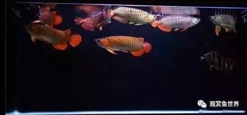 單養(yǎng)龍魚好處（單養(yǎng)龍魚有什么好處？）