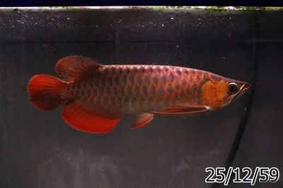 龍魚價格表今天行情：2017年9月5日龍魚價格表
