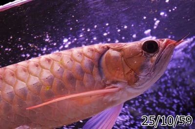 龍魚價格表今天行情：2017年9月5日龍魚價格表
