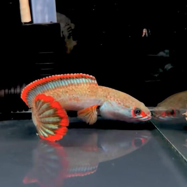 國(guó)內(nèi)雷龍魚批發(fā)商是誰