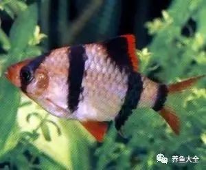 虎皮魚是什么魚