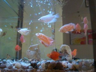 虎皮魚是什么魚