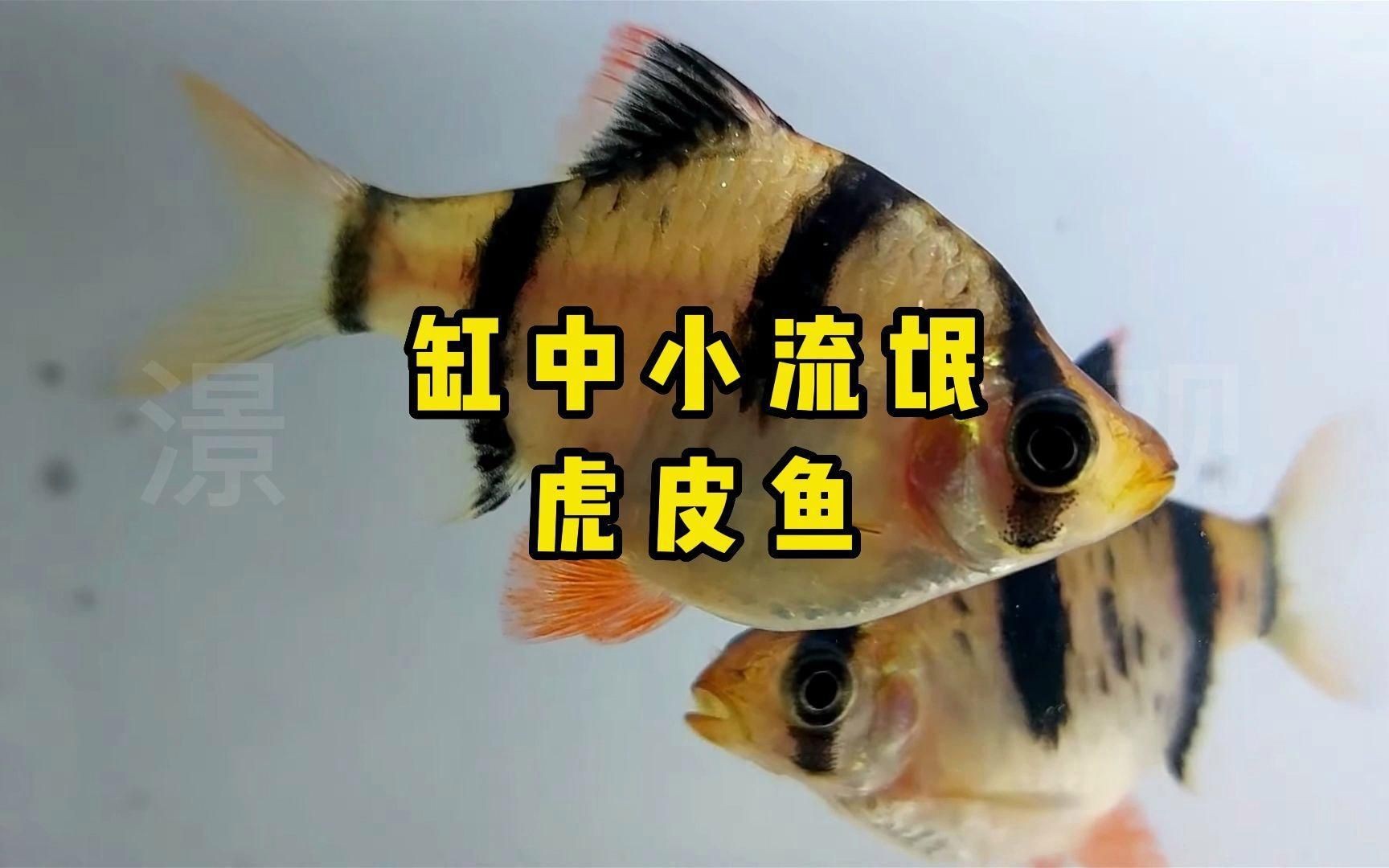 虎皮魚是什么魚
