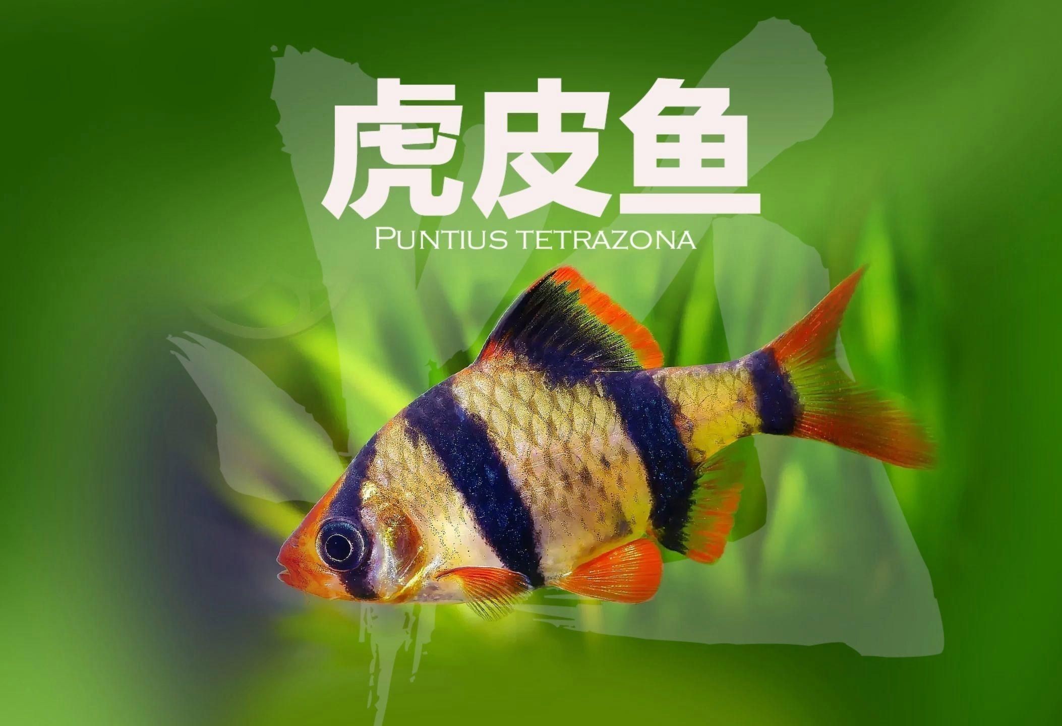 虎皮魚是什么魚