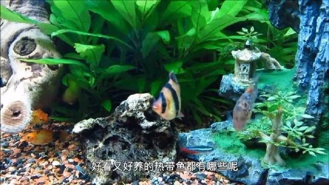虎皮魚是什么魚