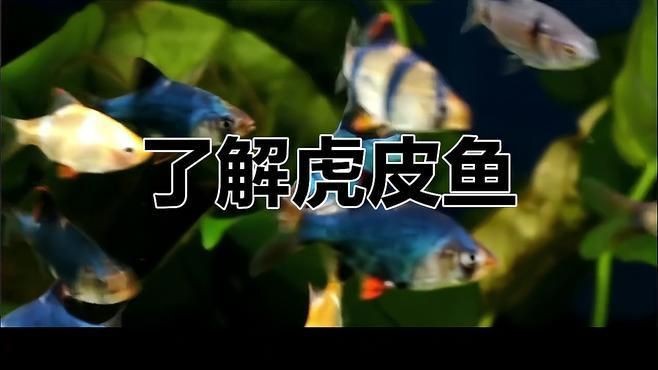 虎皮魚是什么魚