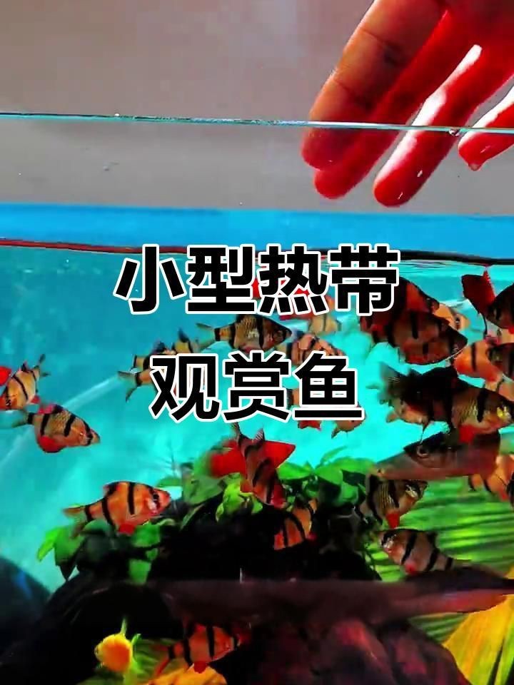 虎皮魚是什么魚
