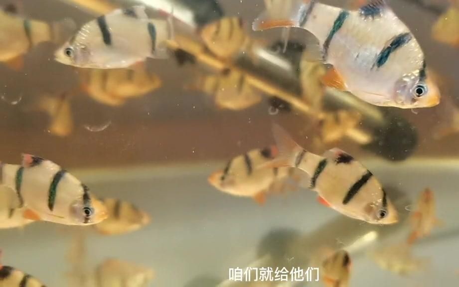 虎皮魚是什么魚