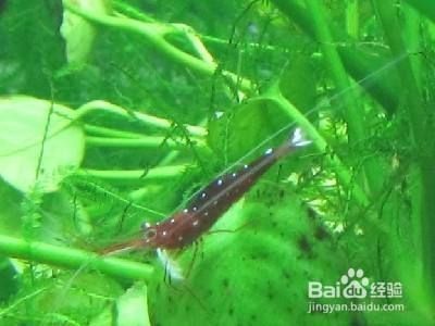 六角恐龍魚水缸怎么布置好看：六角恐龍魚水缸布置建議