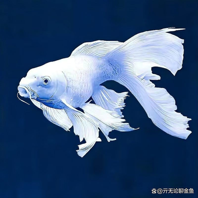 蝴蝶鯉真假最簡單區(qū)分