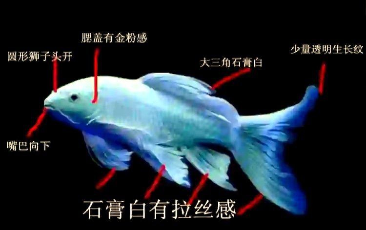 蝴蝶鯉真假最簡單區(qū)分