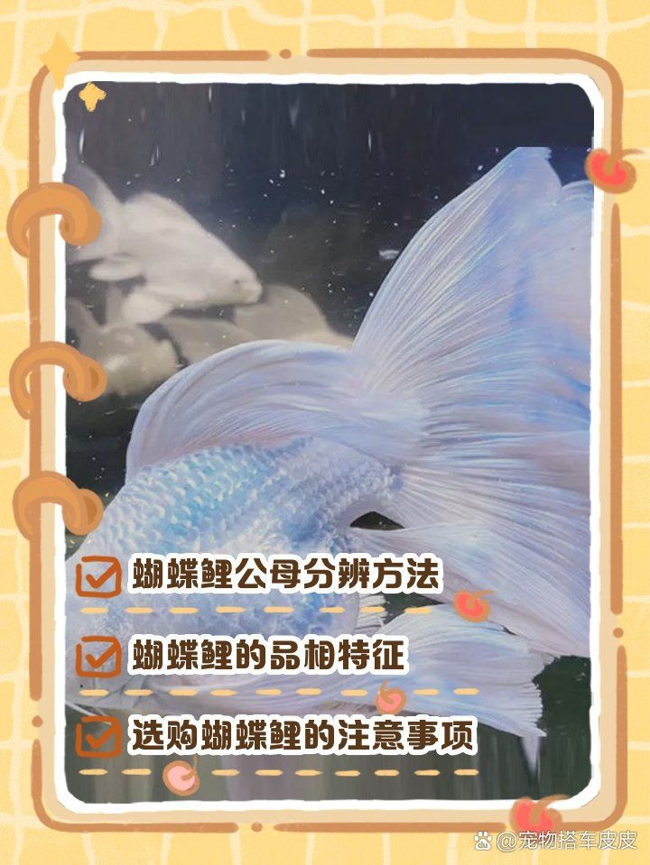 蝴蝶鯉真假最簡單區(qū)分
