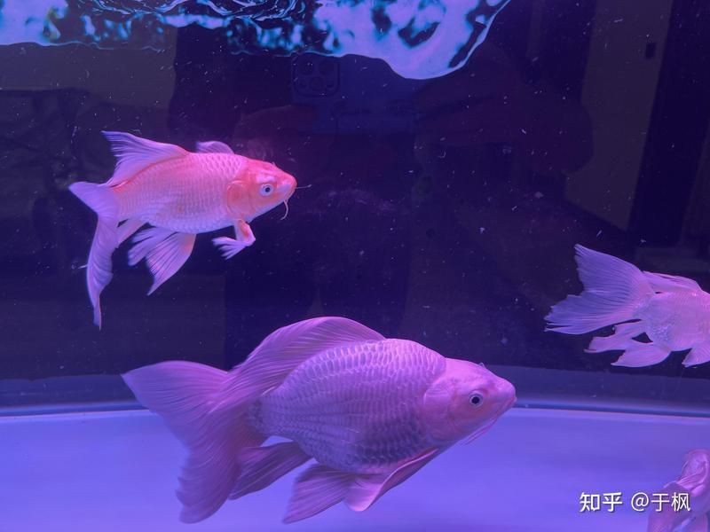 蝴蝶鯉真假最簡單區(qū)分