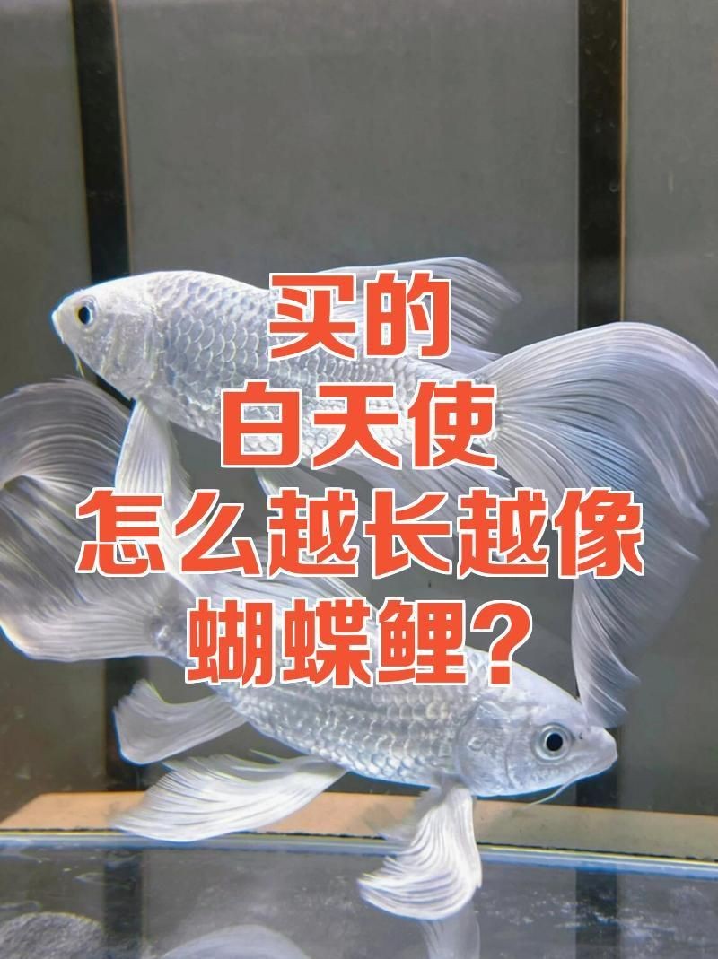 蝴蝶鯉真假最簡單區(qū)分
