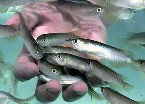 龍魚一直在缸底不動：為什么龍魚在缸底不動？