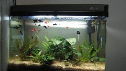 龍魚 魚缸溫度：龍魚水溫過高如何處理