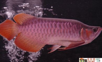 龍魚注意事項：飼養龍魚時需要注意以下幾個方面，龍魚健康快樂地成長