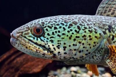 龍魚和黑魚的比較（龍魚和黑魚哪個更猛）